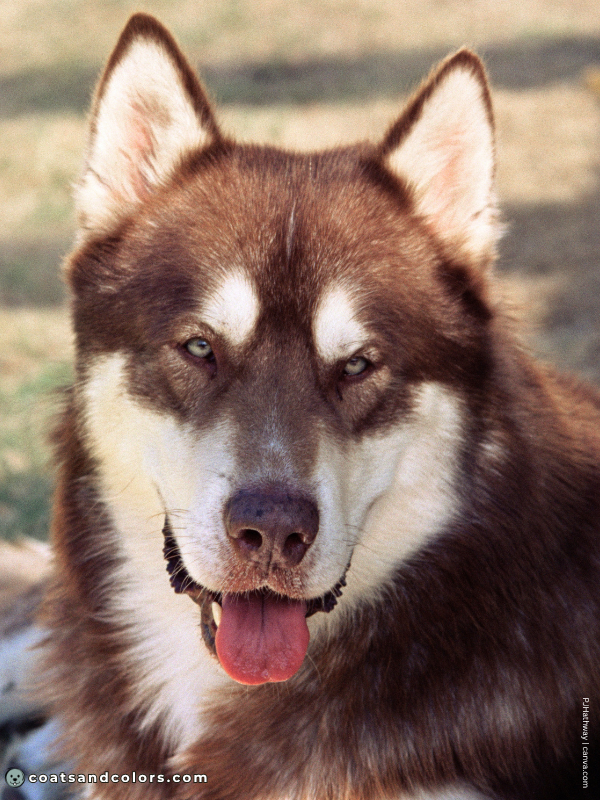 coatsandcolors.com Alaskan Malamute Colors red white 1