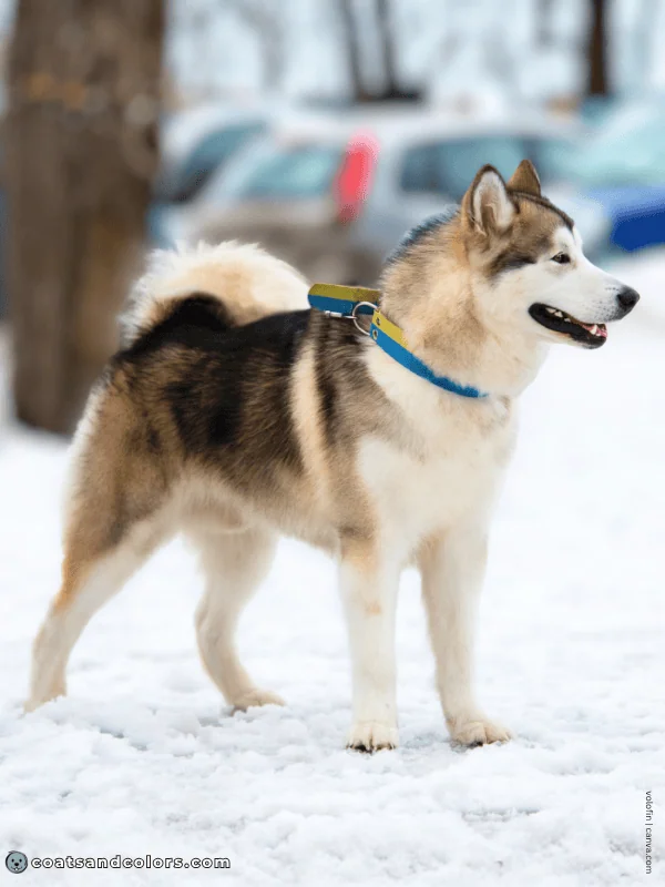 coatsandcolors.com Alaskan Malamute Colors sable white 2