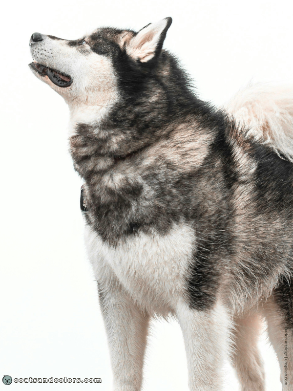 coatsandcolors.com Alaskan Malamute Colors seal white 1