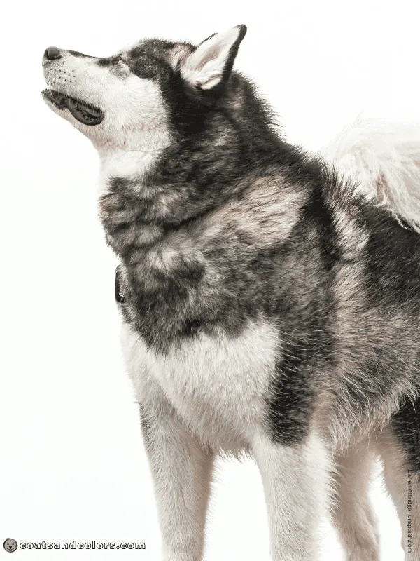 coatsandcolors.com Alaskan Malamute Colors seal white 1