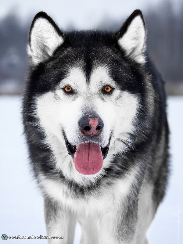 coatsandcolors.com Alaskan Malamute Colors seal white 2