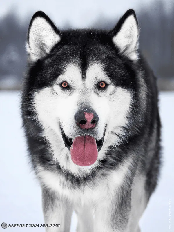 coatsandcolors.com Alaskan Malamute Colors seal white 2