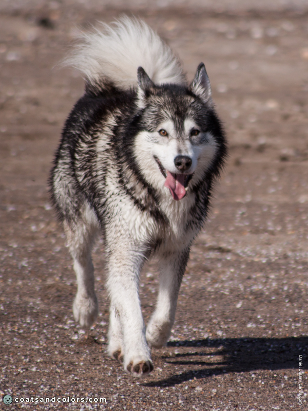 coatsandcolors.com Alaskan Malamute Colors seal white 3
