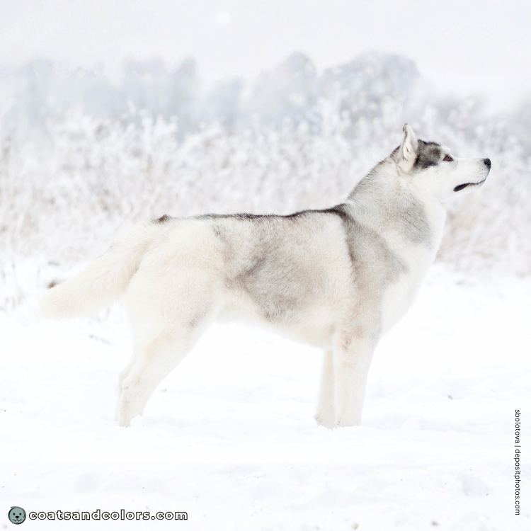 coatsandcolors.com Alaskan Malamute Colors silver white standing