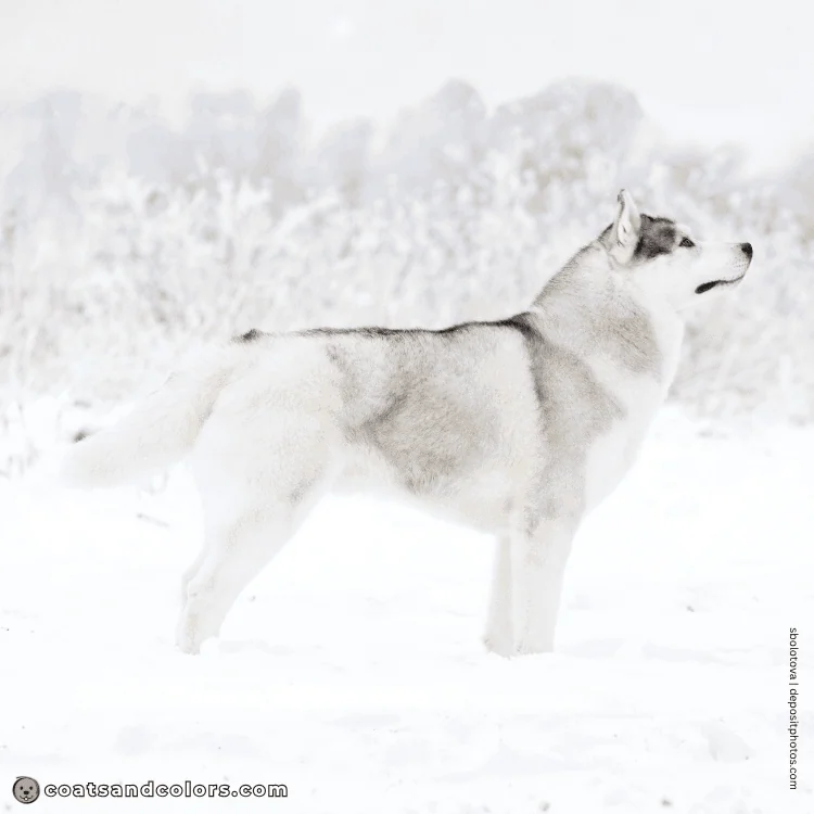 coatsandcolors.com Alaskan Malamute Colors silver white standing