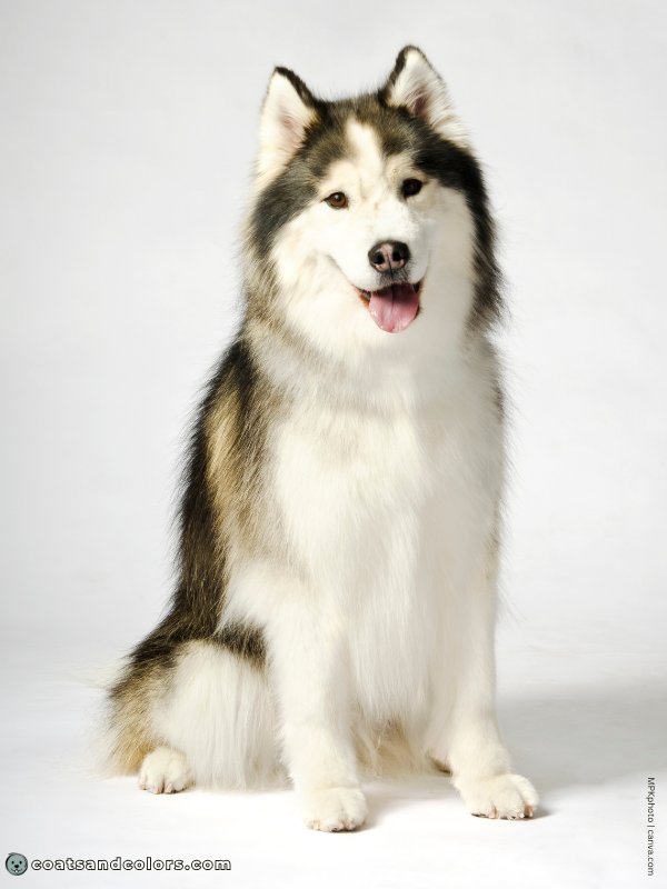 coatsandcolors.com Alaskan Malamute Colors white chest