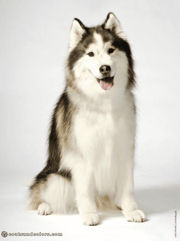 coatsandcolors.com Alaskan Malamute Colors white chest