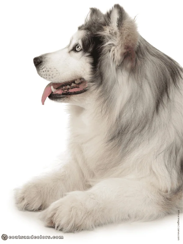coatsandcolors.com Alaskan Malamute Colors wooly 2
