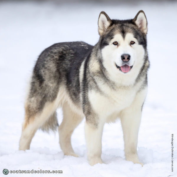 coatsandcolors.com Alaskan Malamute colors base patterns tan point domino