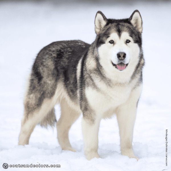 coatsandcolors.com Alaskan Malamute colors base patterns tan point domino