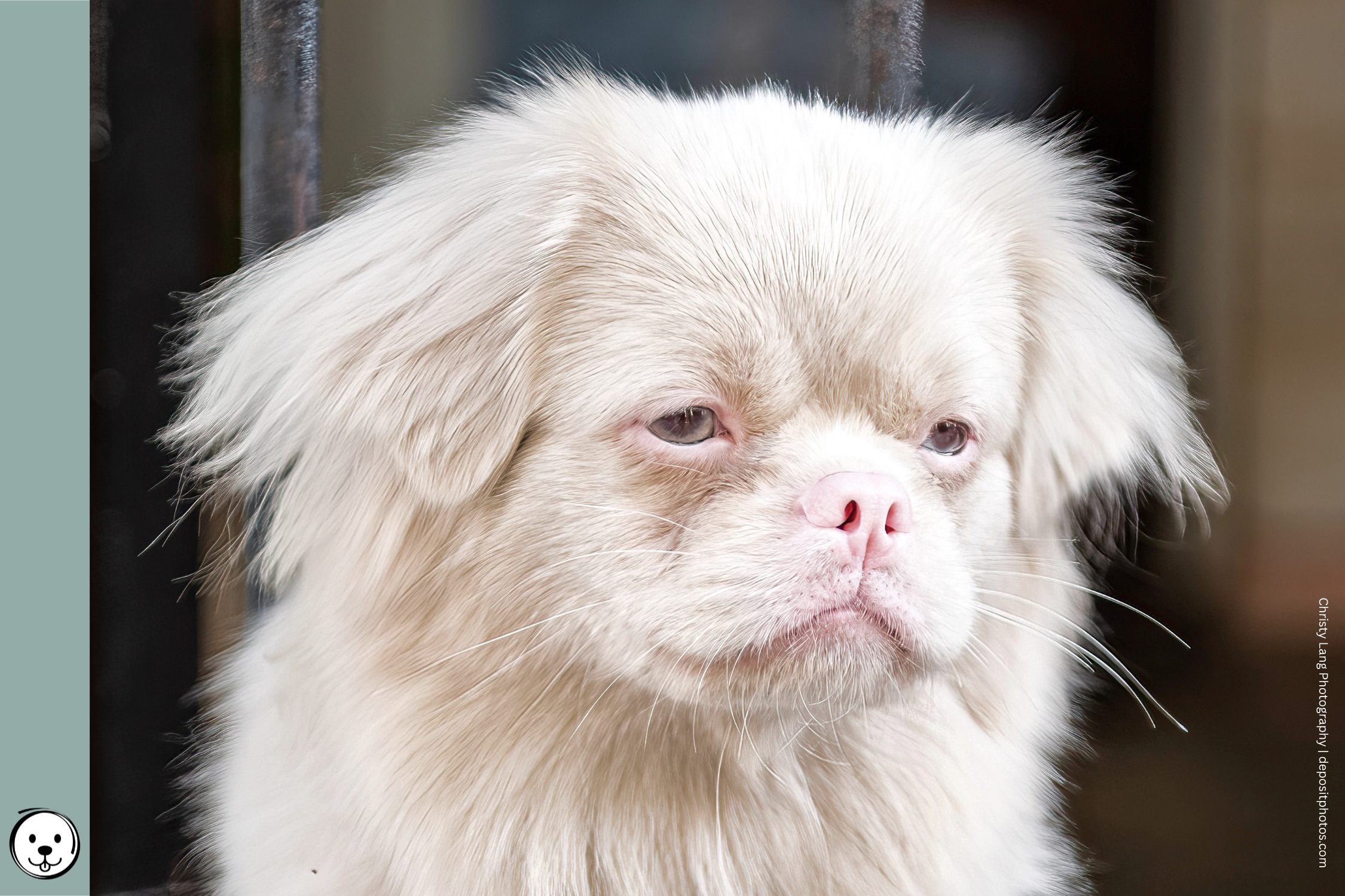 coatsandcolors.com Albinism Dogs 900x600 1