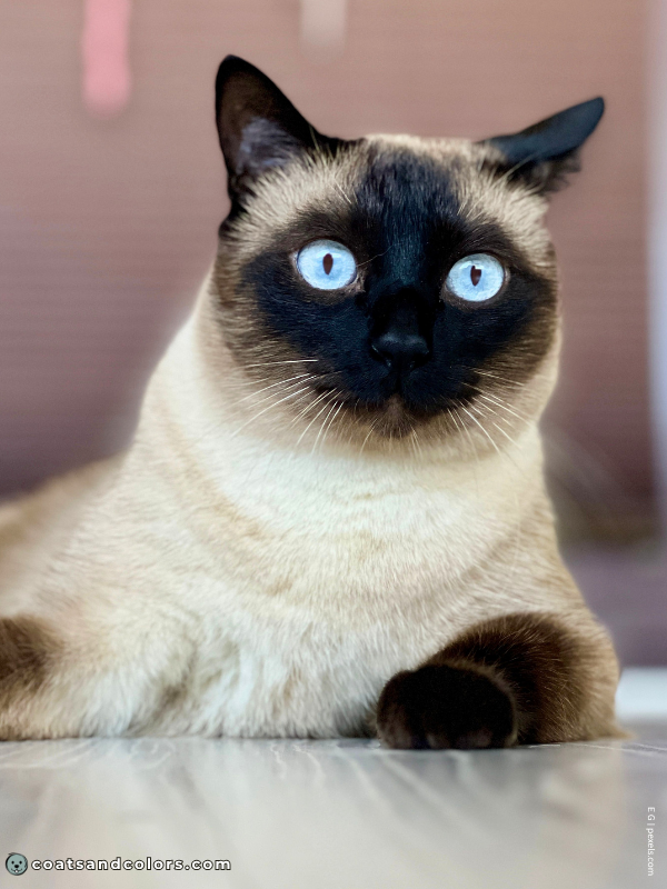 coatsandcolors.com Albinism Dogs OCA1 Siamese cat