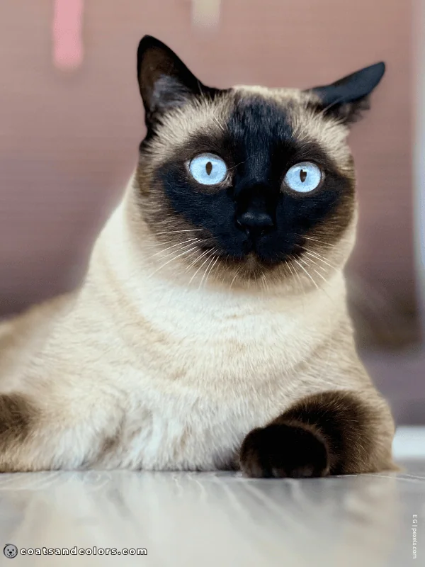 coatsandcolors.com Albinism Dogs OCA1 Siamese cat