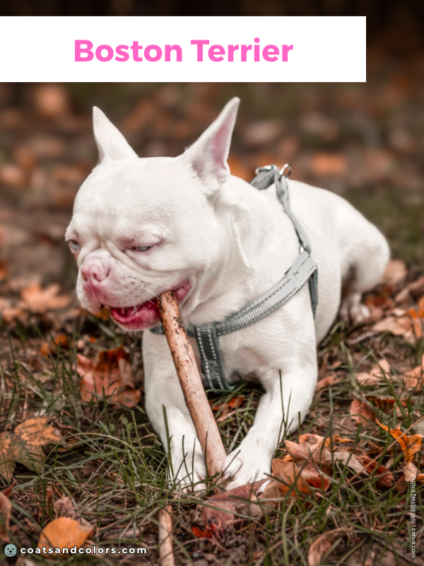 coatsandcolors.com Albinism Dogs OCA4 Boston Terrier type