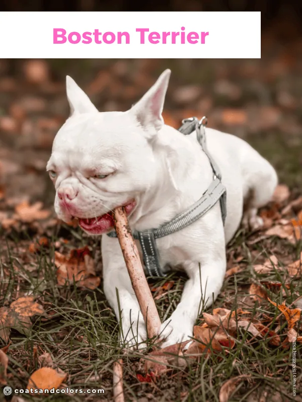 coatsandcolors.com Albinism Dogs OCA4 Boston Terrier type
