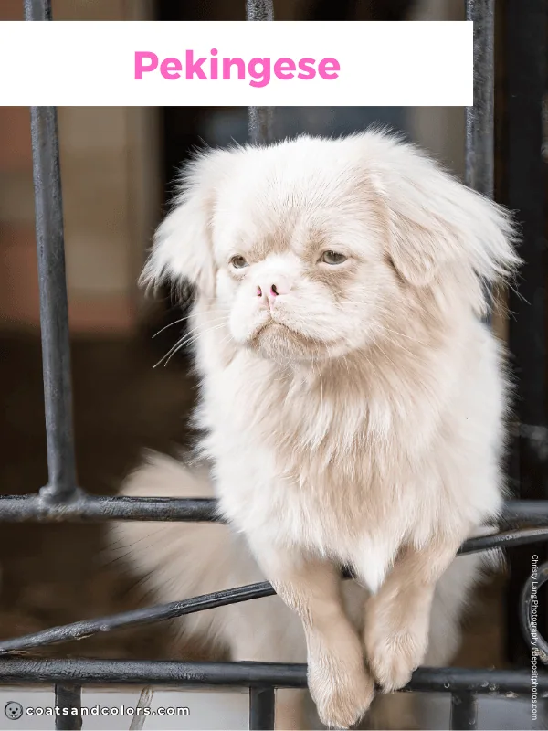 coatsandcolors.com Albinism Dogs OCA4 Pekingese