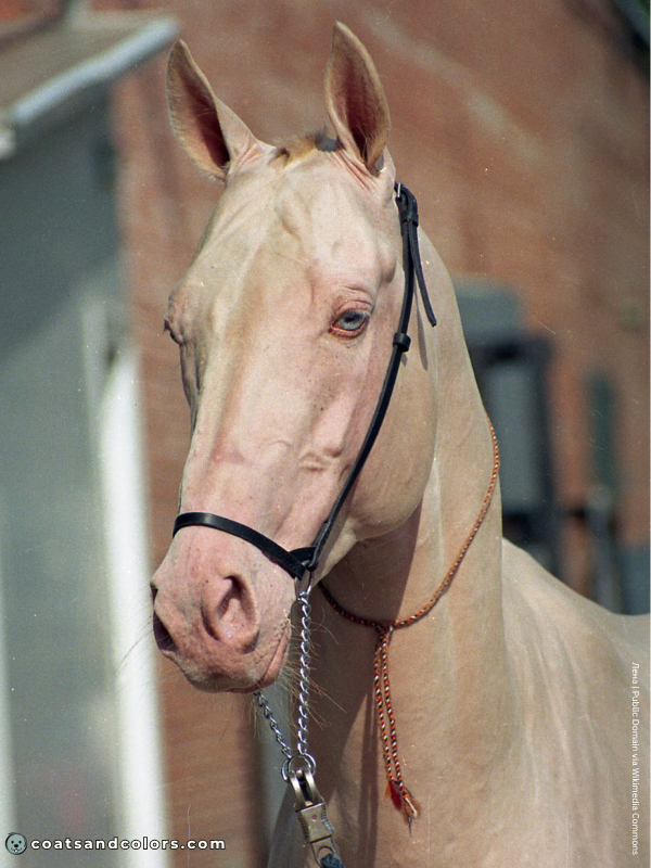 coatsandcolors.com Albinism Dogs OCA4 cremello horse
