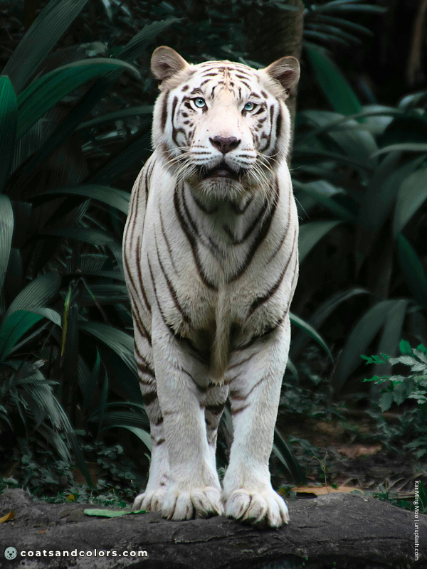 coatsandcolors.com Albinism Dogs OCA4 white tiger