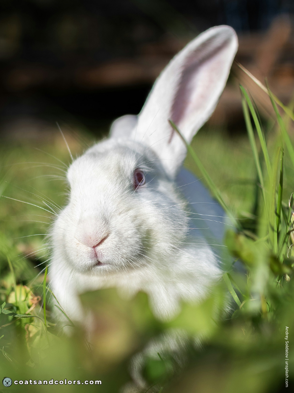 coatsandcolors.com Albinism Dogs REW rabbit
