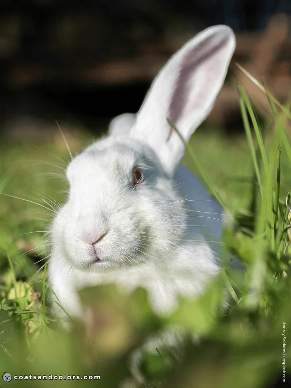 coatsandcolors.com Albinism Dogs REW rabbit