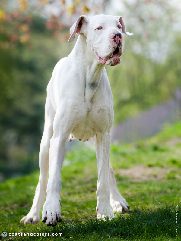 coatsandcolors.com Albinism Dogs comparison double merle great dane