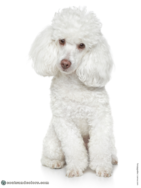 coatsandcolors.com Albinism Dogs ee bb Poodle