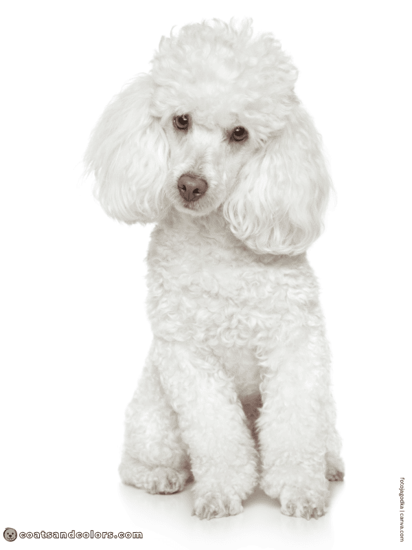 coatsandcolors.com Albinism Dogs ee bb Poodle
