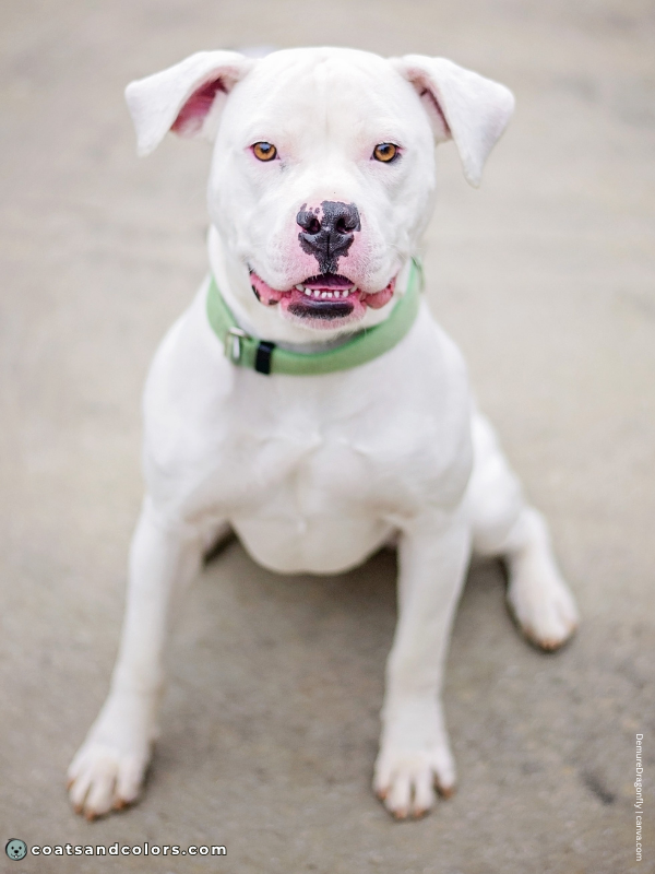 coatsandcolors.com Albinism Dogs extreme white but black nose