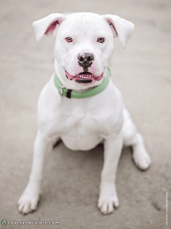 coatsandcolors.com Albinism Dogs extreme white but black nose