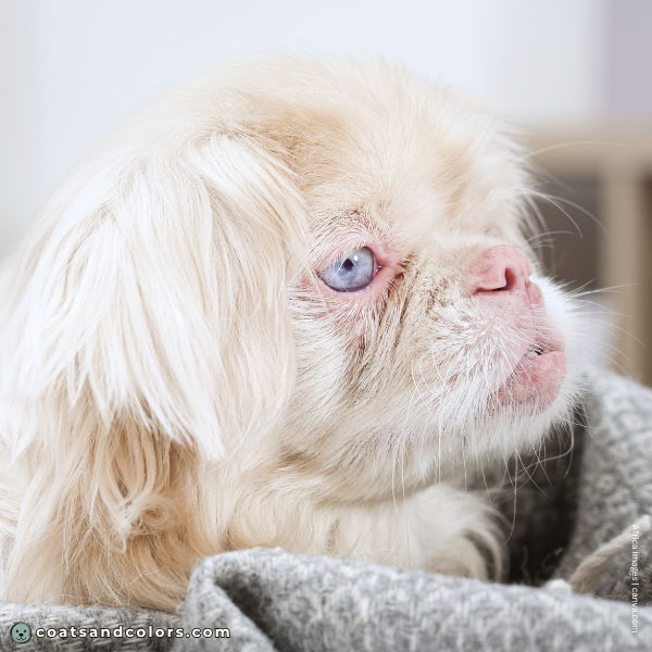 coatsandcolors.com Albinism Dogs light blue eye color