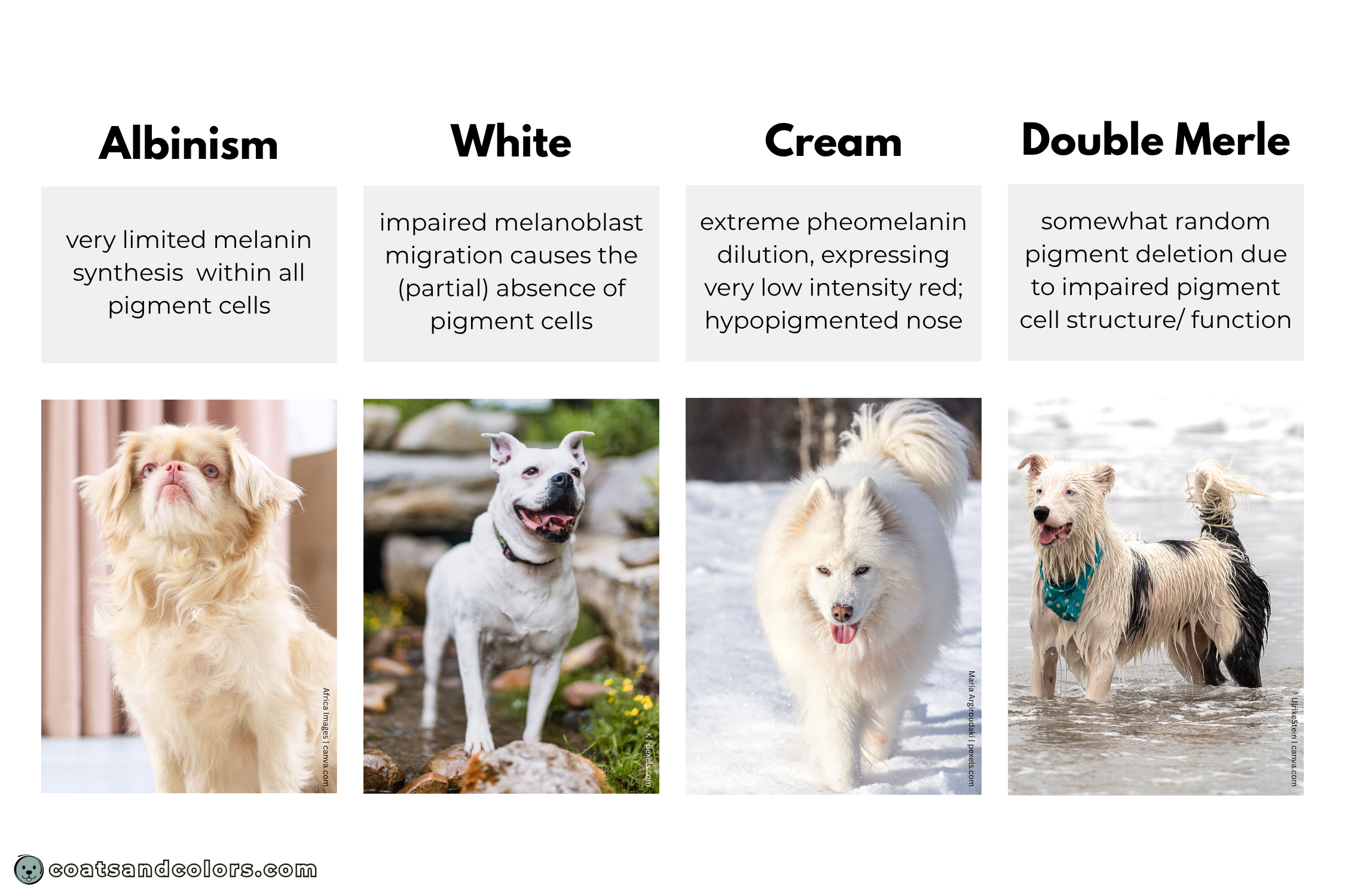 coatsandcolors.com Albinism Dogs lookalikes illustration