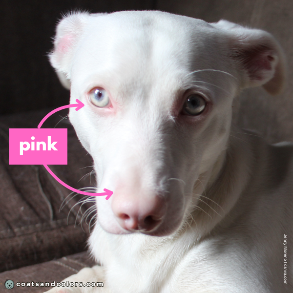 coatsandcolors.com Albinism Dogs pink nose lack of pigmentation