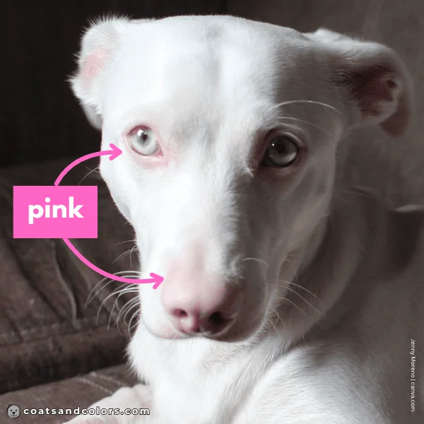 coatsandcolors.com Albinism Dogs pink nose lack of pigmentation