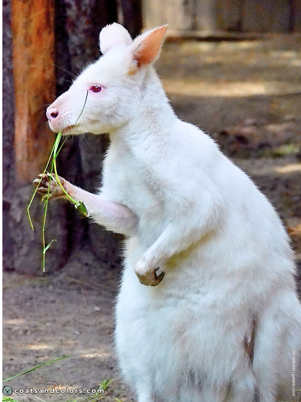 coatsandcolors.com Albinism Dogs red eyed Wallaby white