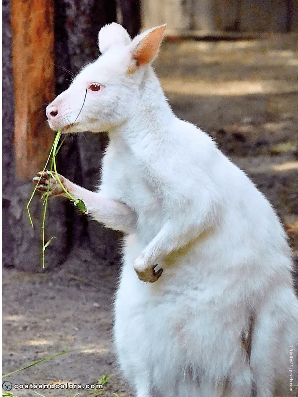 coatsandcolors.com Albinism Dogs red eyed Wallaby white