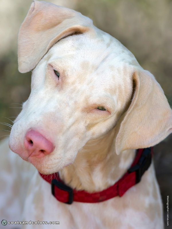 coatsandcolors.com Albinism Dogs squinting