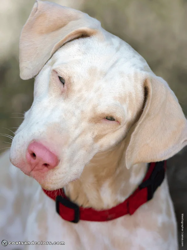 coatsandcolors.com Albinism Dogs squinting