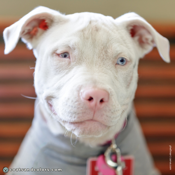 coatsandcolors.com Albinism Dogs super pink nose