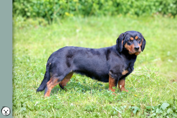coatsandcolors.com Alpine Dachsbracke Colors 900x600 b