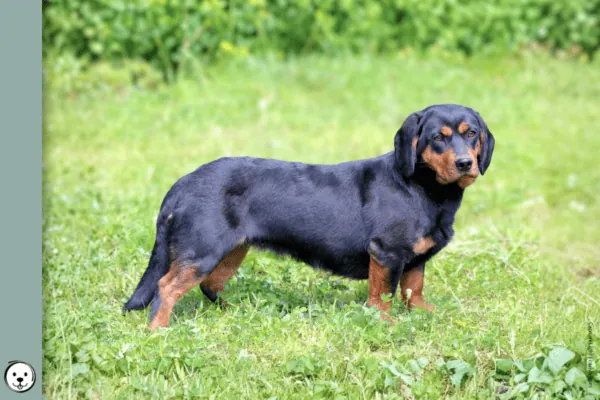 coatsandcolors.com Alpine Dachsbracke Colors 900x600 b