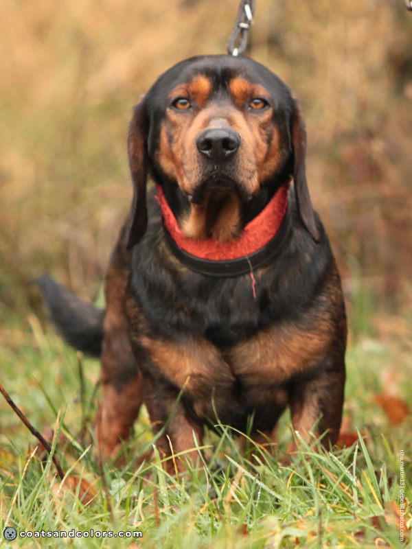 coatsandcolors.com Alpine Dachsbracke Colors black tan 1