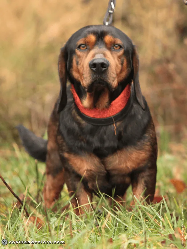 coatsandcolors.com Alpine Dachsbracke Colors black tan 1