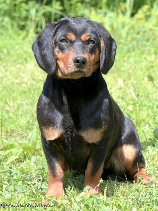 coatsandcolors.com Alpine Dachsbracke Colors black tan 2