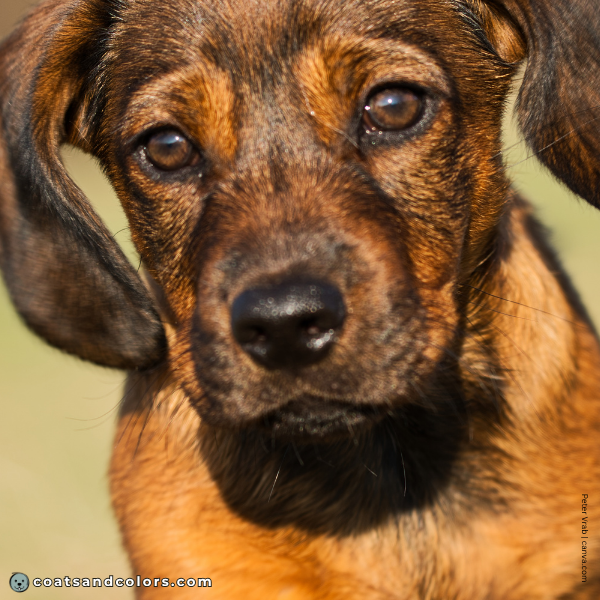 coatsandcolors.com Alpine Dachsbracke Colors dark brown eyes 2