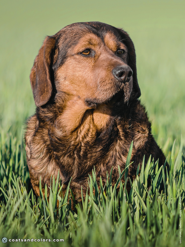coatsandcolors.com Alpine Dachsbracke Colors deer red sable 1