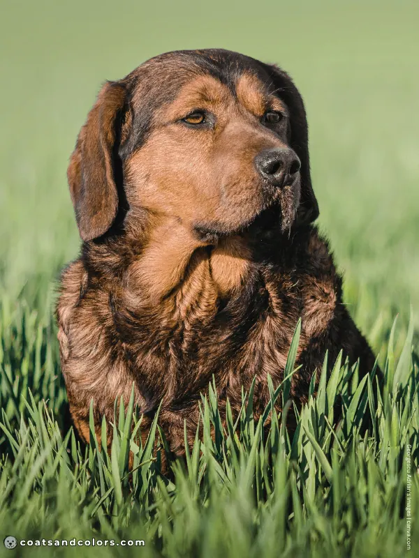 coatsandcolors.com Alpine Dachsbracke Colors deer red sable 1