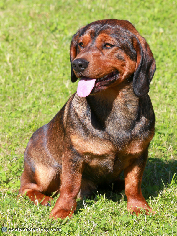 coatsandcolors.com Alpine Dachsbracke Colors deer red sable 2