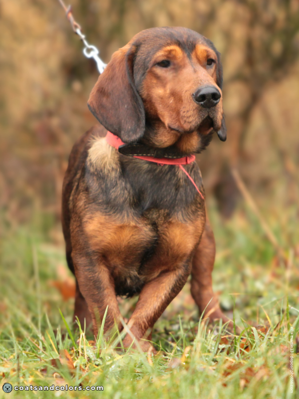 coatsandcolors.com Alpine Dachsbracke Colors red 3
