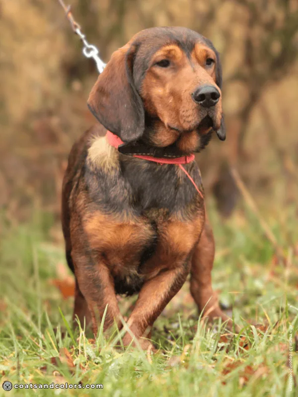 coatsandcolors.com Alpine Dachsbracke Colors red 3