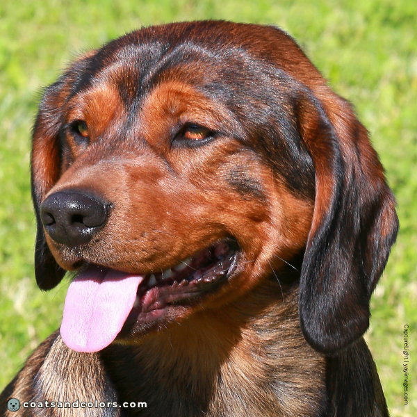 coatsandcolors.com Alpine Dachsbracke Colors red intensity